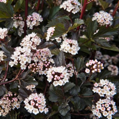 Physocarpus opulifolius Summer Wine ® / Seward, Smällspirea, 40-50 C3