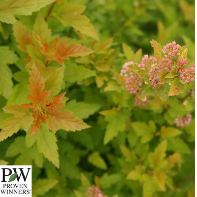 Physocarpus opulifolius Tiny Wine ™ ® Gold Ninebark, Smällspirea, C3