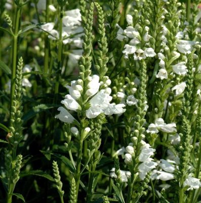 Physostegia virginiana Alba, Drakmynta, C3