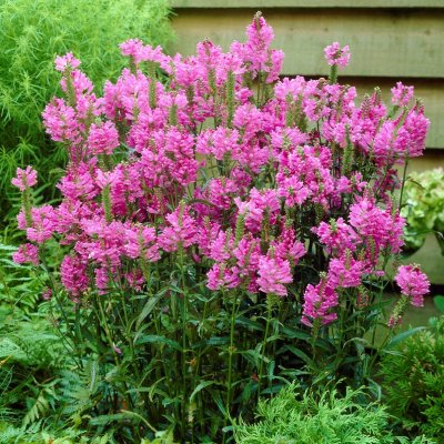 Physostegia virginiana Bouquet Rose, Drakmynta, P9cm