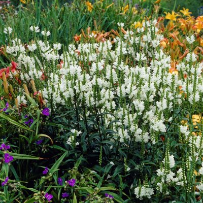 Physostegia virginiana Summer Snow, Drakmynta, P9cm