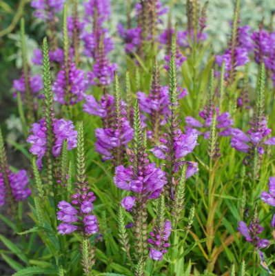 Physostegia virginiana Vivid, Drakmynta