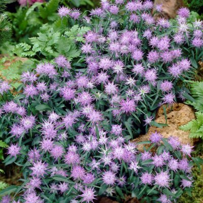 Phyteuma scheuchzeri, Hornrapunkel, P9cm