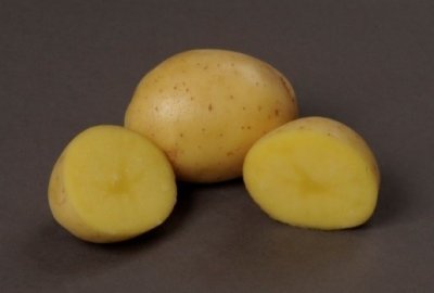 Sättpotatis Piccolo Star 1kg