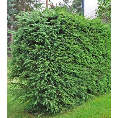 Picea abies, Gran 10-pack, 25-40 barrot