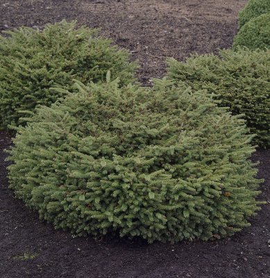 Picea abies Nidiformis