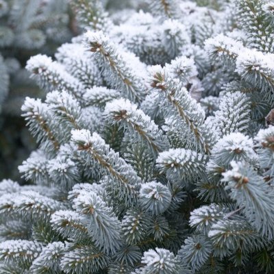 Picea glauca Blue Planet