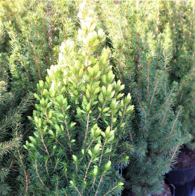 Picea glauca Daisy´s White, Sockertoppsgran, 30-35 C2