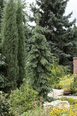 Picea glauca Pendula, Vitgran