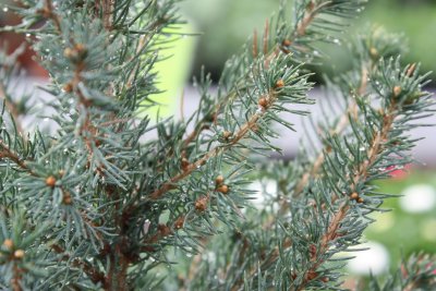 Picea glauca Sanders Blue, Sockertoppsgran, 40-50 C3,5