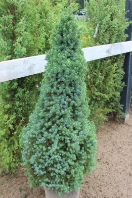 Picea glauca Sanders Blue, Sockertoppsgran, 40-50 C3,5