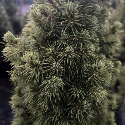 Picea glauca Sun on the Sky