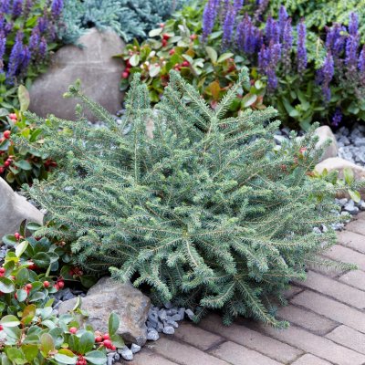 Picea mariana Nana, Svartgran, 25-30 C3