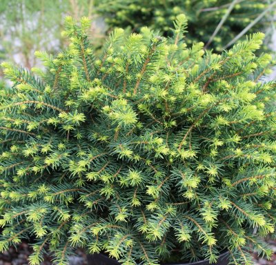 Picea omorika Karel, Dvärgserbgran, 20-25 C2