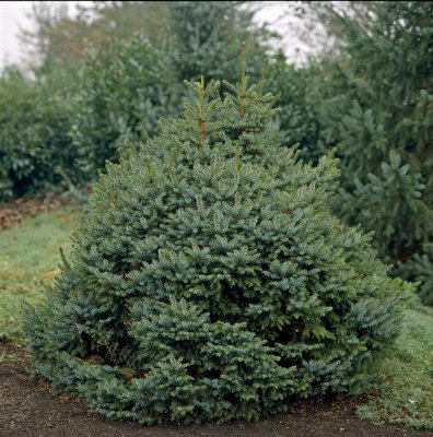 Picea omorika Nana, Liten Serbgran, 20-25 C3
