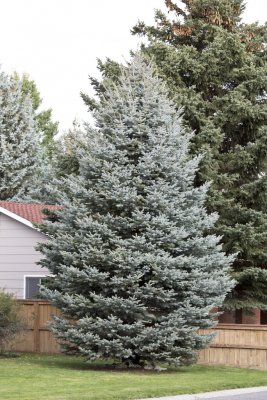 Picea pungens Glauca, Blågran