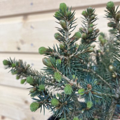 Picea sitchensis Nana, Sitkagran
