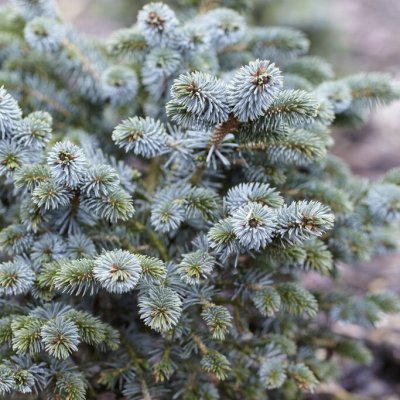 Picea sitchensis Silberzwerg, Sitkagran