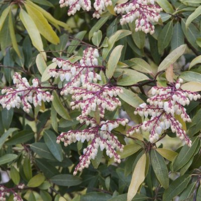 Pieris floribunda Brouwer's Beauty