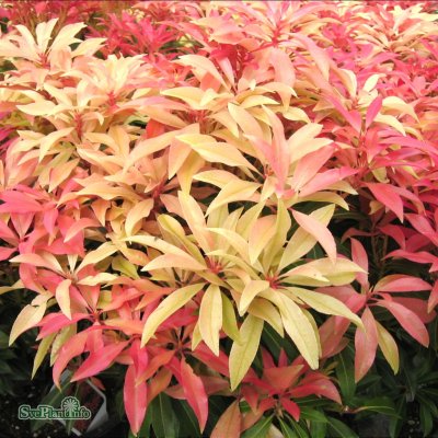 Pieris japonica Forest Flame, Japansk Buskrosling, 20-30 C2