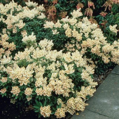 Pieris japonica Debutante, Japansk Buskrosling