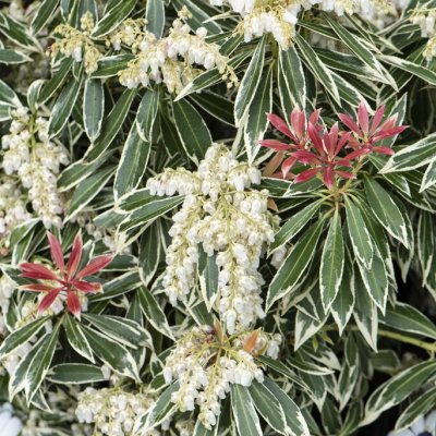 Pieris japonica Flaming Silver, Japansk Buskrosling