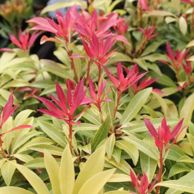 Pieris japonica Forest Flame, Japansk Buskrosling, 20-30 C2