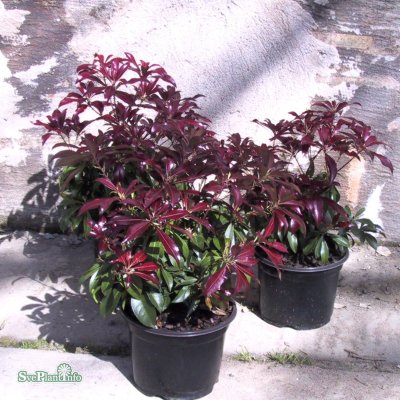 Pieris japonica Katsura ®, Japansk Buskrosling, 30-40 C5