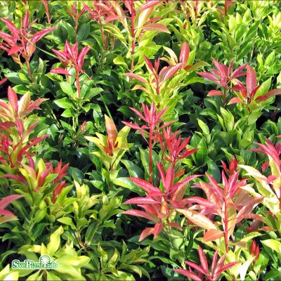 Pieris japonica Mountain Fire, Japansk Buskrosling, 25-30 C2