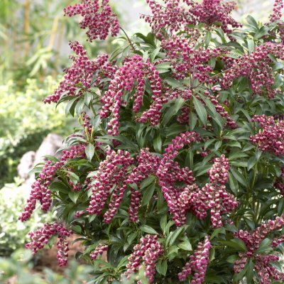 Pieris japonica Passion ®, Japansk Buskrosling