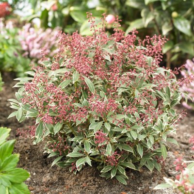 Pieris japonica Polar Passion ®, Japansk Buskrosling, 25-30 C3