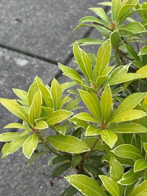Pieris japonica Polar Passion ®, Japansk Buskrosling