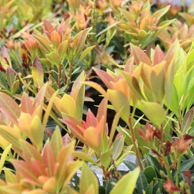 Pieris japonica Prelude, Japansk Buskrosling