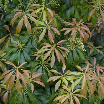 Pieris japonica Scarlett O´Hara
