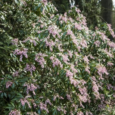 Pieris japonica Valley Rose, Japansk Buskrosling