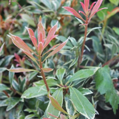 Pieris japonica Variegata, Japansk Buskrosling, 25-30 C2