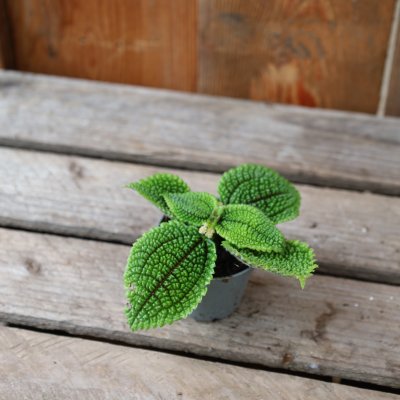 Pilea Moon Valley