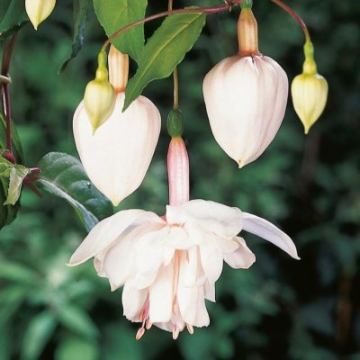 Fuchsia Pink Marshmallow