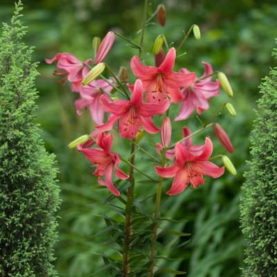 Tigerlilja Pink Flight 3st