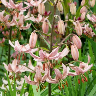 Lilium martagon Pink Morning, Krollilja