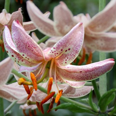 Lilium martagon Pink Morning, Krollilja