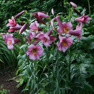 Lilium regale Pink Perfection, Kungslilja, P11cm