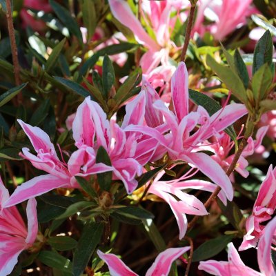Rhododendron japonica Pink Spider ®, Japansk Azalea, 35 C2