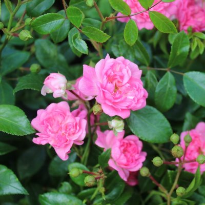 polyantha Pink The Fairy (Pink Fairy), Marktäckarros, barrot 1st