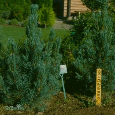 Pinus cembra Glauca, Cembratall, C2