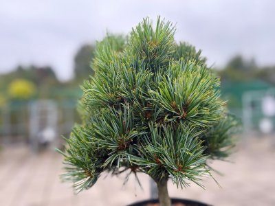 Pinus cembra Sartori, Cembratall