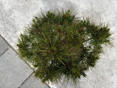 Pinus densiflora Alice Verkade