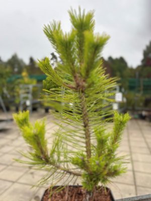 Pinus densiflora Jane Kluis, Japansk Rödtall