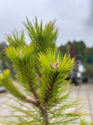 Pinus densiflora Jane Kluis, Japansk Rödtall