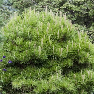 Pinus densiflora Low Glow, Japansk Rödtall